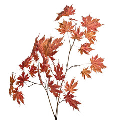 maple tree dried orange branches on white