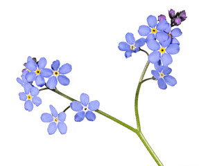 Fototapeta na wymiar eleven fine blue forget-me-not blooms on stem