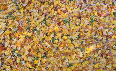 golden autumn maple leaves background