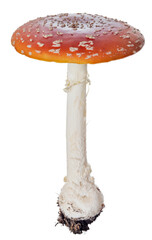 isolated poisonous large red cup fly agaric mushroom