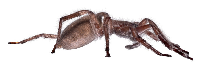 dark brown wolf spider side view