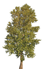 dark green linden tree isolated on white