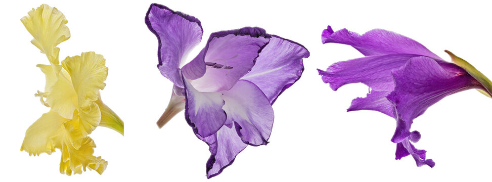 three gladiolus bright color blooms isolated on white