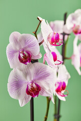 Obraz na płótnie Canvas Flowers orchid Phalaenopsis white flowers with pink veins and core on green background