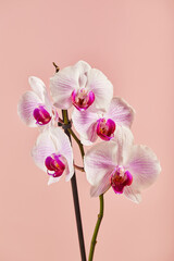 Flowers orchid Phalaenopsis white flowers with pink veins and core on pink background