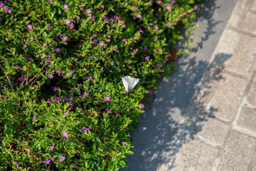 Fototapeta na wymiar flower with a white batterfly