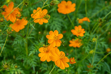 yellow unknown flower