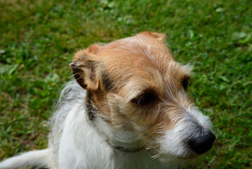 .beautiful good-natured multi-colored dog in green grass in the middle of summer