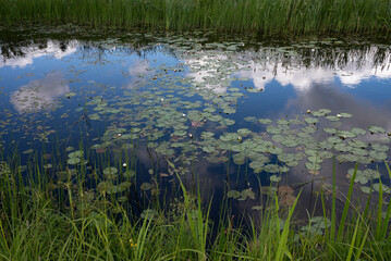 water lilies in the water
