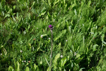 grass and flowers