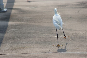 Great White Egret blowing in the wind