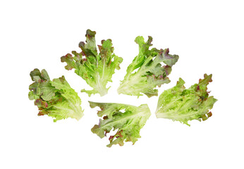 Fresh red lettuce isolated on white background. Top view