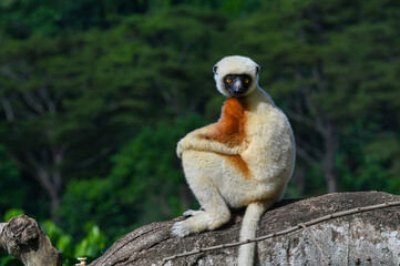 Coquerel sifaka lemur (Propithecus coquereli) – portrait, Madagascar nature