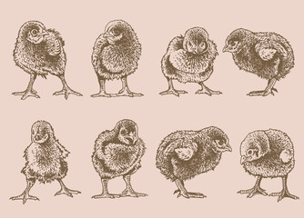 Fototapeta na wymiar Big vector set of newborn chicks ,graphical drawing on sepia background