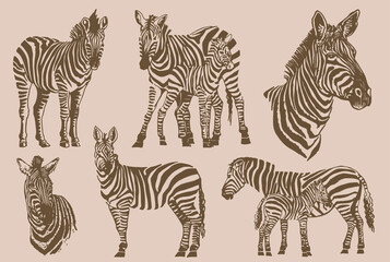 Vector vintage set of zebras , graphical elements, stripy animal of savanna , sepia background