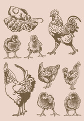 Vector vintage  set of poultry domestic animals: roosters and newborn chicks on sepia background, domestic animals, grahical elements