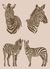 Vector vintage set of zebras , graphical elements, stripy animal of savanna , sepia background