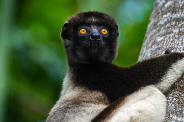 Crowned sifaka lemur (Propithecus coronatus) – portrait, , Madagascar nature © mirecca