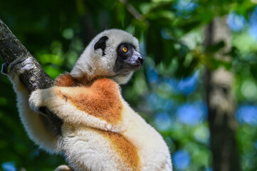 Coquerel sifaka lemur (Propithecus coquereli) – portrait, Madagascar nature