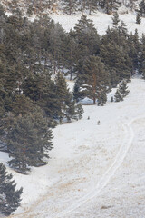 arboles congelados al amanecer con hielo y nieve