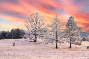 arboles congelados al amanecer con hielo y nieve