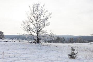 arboles congelados al amanecer con hielo y nieve