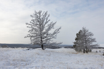 Fototapeta na wymiar arboles congelados al amanecer con hielo y nieve