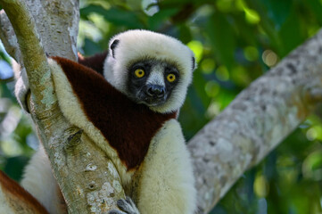 Coquerel sifaka lemur (Propithecus coquereli) &ndash; portrait, Madagascar nature
