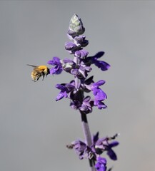 abeille vole à côté d'une fleur bleue et butine