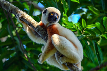 Coquerel sifaka lemur (Propithecus coquereli) – He climbs the tree Ylang ylang, Madagascar nature