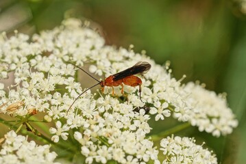  one red black little fly on a white wild flower on a green background in a summer park