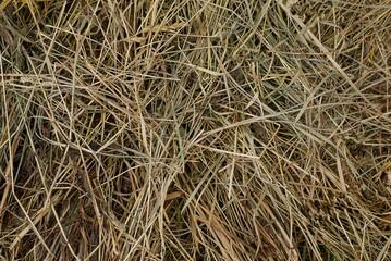 natural plant texture from dry brown gray grass in a field in nature