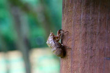 A discarded cicada shell hangs on a fence post.