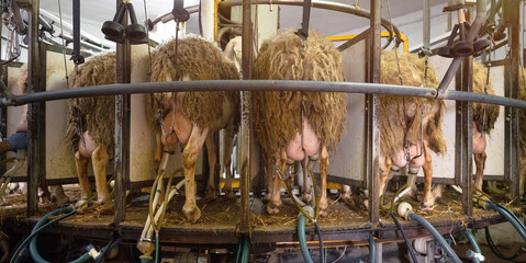 milking sheep at the dairy farm. High quality photography