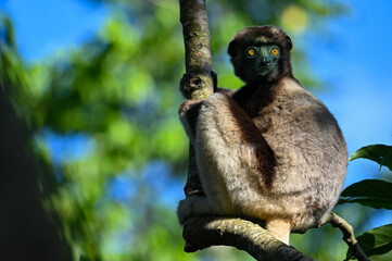 Crowned sifaka lemur (Propithecus coronatus) – portrait, , Madagascar nature