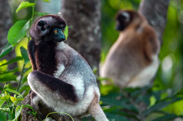 Crowned sifaka lemur (Propithecus coronatus) – portrait, , Madagascar nature