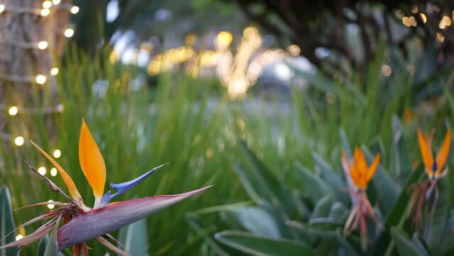 Pond or fishpond water in fairy garden, garland lights glowing on trees, magic fantasy forest atmosphere. Bird of paradise orange crane flower bloom, strelitzia botanical blossom. Flora by water pool.
