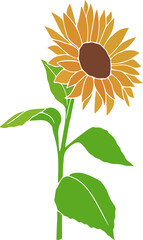   illustration of sunflower on white background