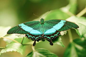 Tropical batterfly Emerald green Swallow tail butterfly