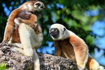 Coquerel sifaka lemur (Propithecus coquereli) – He climbs the tree Ylang ylang, Madagascar nature © mirecca