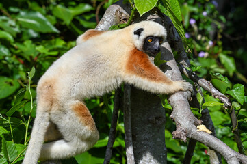 Coquerel sifaka lemur (Propithecus coquereli) – He climbs the tree Ylang ylang, Madagascar nature