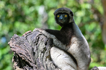 Crowned sifaka lemur (Propithecus coronatus) – portrait, , Madagascar nature