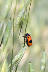 Chrząszcz moszenica wierzbówka na prosie