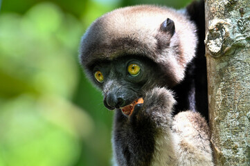 Crowned sifaka lemur (Propithecus coronatus) – portrait, , Madagascar nature