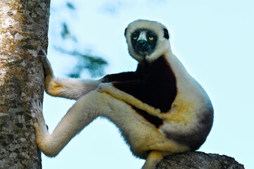 Coquerel sifaka lemur (Propithecus coquereli) – portrait, On Ylang ylang tree. Madagascar nature