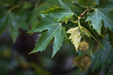 raindrops on green sycamore leaf