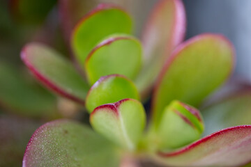 closeup of a plant leaf