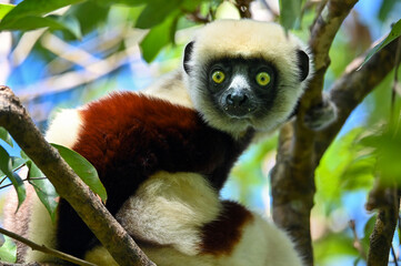 Coquerel sifaka lemur (Propithecus coquereli) – portrait, On Ylang ylang tree. Madagascar nature