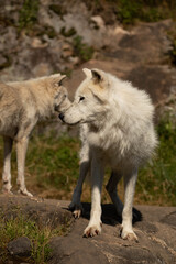 Naklejka na ściany i meble Portrait of two arctic wolves standing in the sun on a sunny day. One is looking to it's side