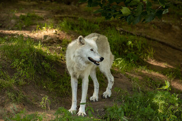 Photo of an arctic wolf standing in a forest in the shade on a hot summer day. He is looking to his side. 